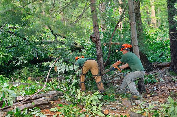 Best Residential Tree Removal  in USA